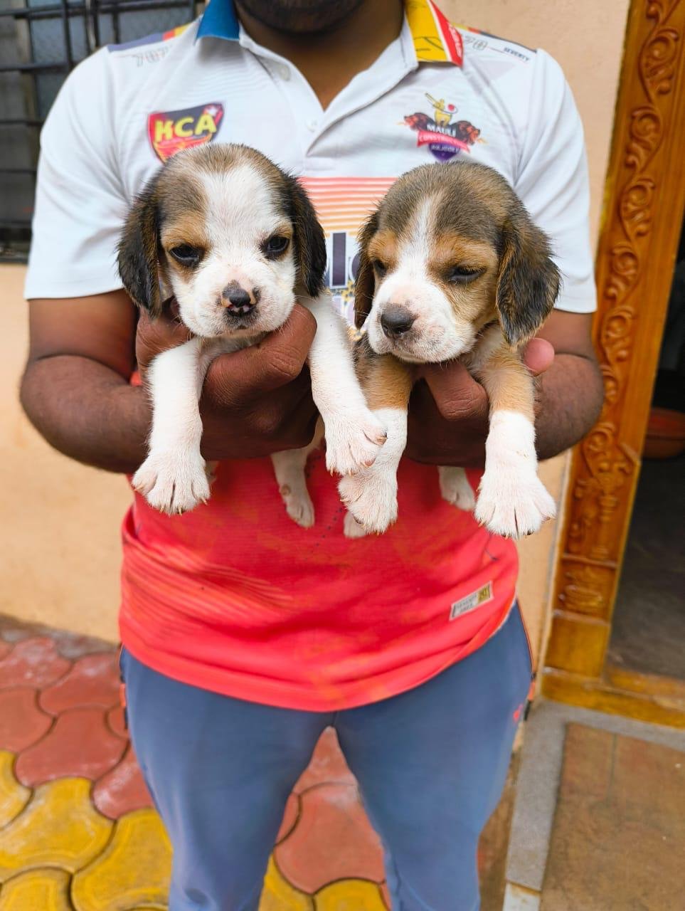 Order Female Beagle Puppy from  India